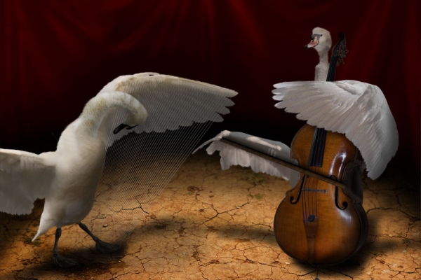 Creation of Strings on Swans: Step 9